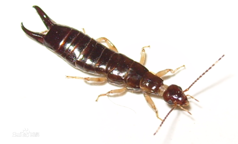 教你认识蠼螋夹板子剪指甲虫夹板虫或剪刀虫耳夹子虫及如何防治